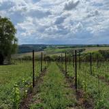 Weinanbaugebiet ©@Schkauditzer Heimat- und Kirchverein
