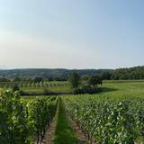 Salsitz englischer Garten 8,2 ha Weinberg Fam. HUbertus Triebe.jpg