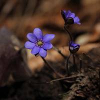 IMG_.Leberblümchen.jpg.jpg ©Andreas Nowack