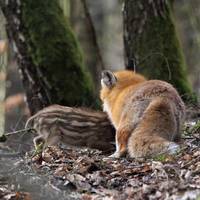 IMG_2_fuchs.jpg.jpg ©Andreas Nowack