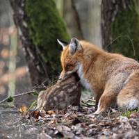 IMG_3_fuchs.jpg.jpg ©Andreas Nowack