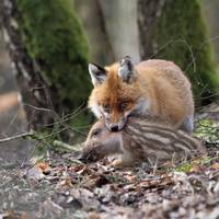 IMG_4_fuchs.jpg.jpg ©Andreas Nowack