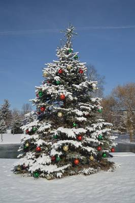 christmas-tree-g1216287f0_1920.jpg