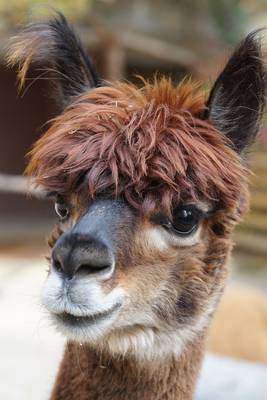 alpaca-984891_1280.jpg