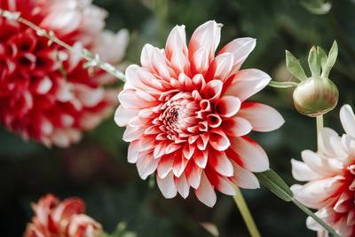 dahlia-6154889_1280.jpg