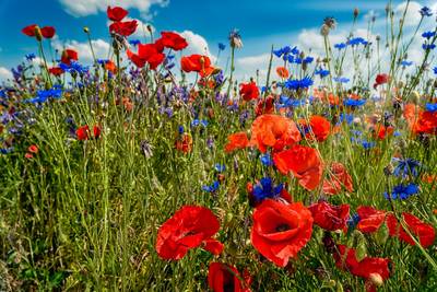 poppy-5298317_1280.jpg