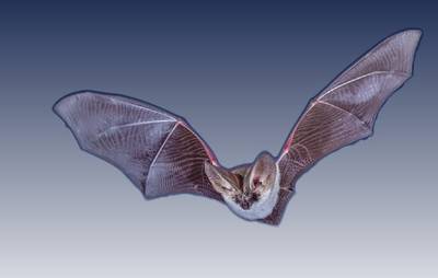 Fledermaus.jpg