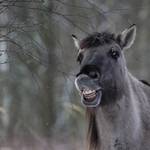IMG_8824.jpg.jpg &copy;Andreas Nowack