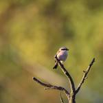 IMG_9517.jpg.jpg &copy;Andreas Nowack