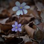 IMG_Leberblümchen_.jpg.jpg &copy;Andreas Nowack