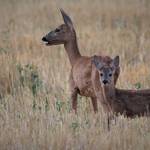IMG_0735.jpg.jpg &copy;Andreas Nowack