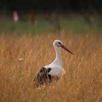 IMG_0557.jpg.jpg &copy;Andreas Nowack