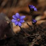 IMG_.Leberblümchen.jpg.jpg &copy;Andreas Nowack