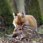 IMG_6_fuchs.jpg.jpg &copy;Andreas Nowack