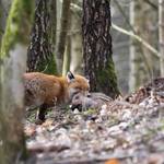 IMG_1_fuchs.jpg.jpg &copy;Andreas Nowack