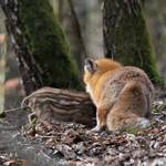 IMG_2_fuchs.jpg.jpg &copy;Andreas Nowack