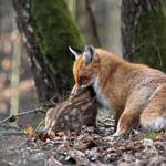 IMG_3_fuchs.jpg.jpg &copy;Andreas Nowack