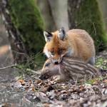 IMG_4_fuchs.jpg.jpg &copy;Andreas Nowack