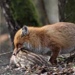 IMG_5_fuchs.jpg.jpg &copy;Andreas Nowack