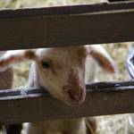 Schäferei Peter 6 ©@schafhof peter Schäferei Peter 6 ©@schafhof peter