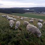 Schäferei Peter 1 ©@schafhof peter Schäferei Peter 1 ©@schafhof peter