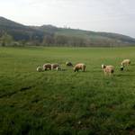 Schäferei Peter 2 ©@schafhof peter Schäferei Peter 2 ©@schafhof peter