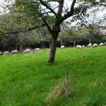 Schäferei Peter 3 ©@schafhof peter Schäferei Peter 3 ©@schafhof peter