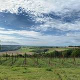 Weinanbaugebiet ©@Schkauditzer Heimat- und Kirchverein