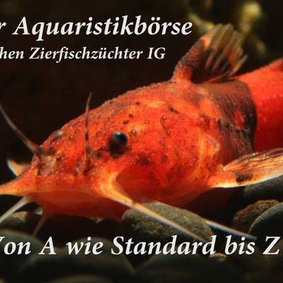 https://www.vgem-dzf.de/var/cache/thumb_59708_1236_1_400_400_r4_jpeg_aquaristikbörse.jpeg